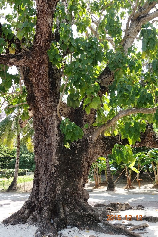 太平島上的樹