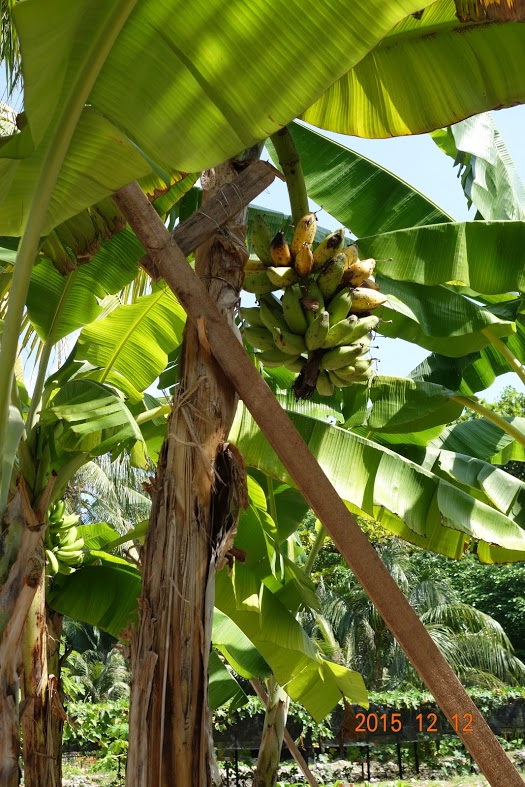 Plantains growing on Taiping Island
