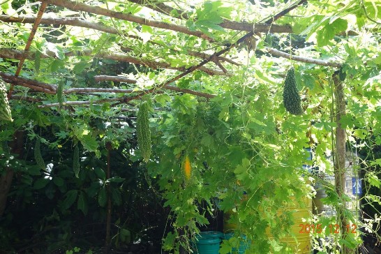 Bitter melon growing on Taiping Island
