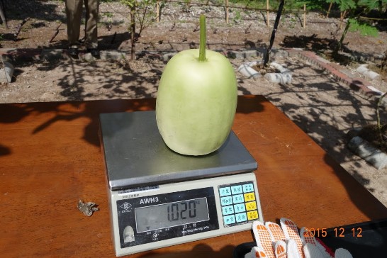 Bottle gourd grown on Taiping Island