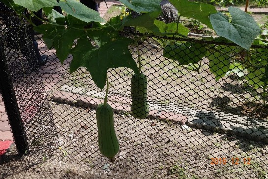 Loofah gourds growing on Taiping Island
