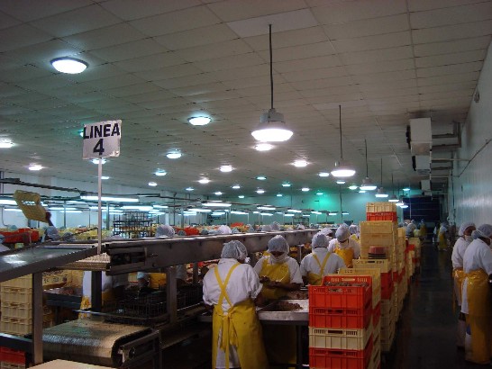 瓜地馬拉鮪魚加工廠生產線及生產現況