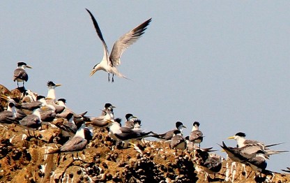 台湾の北西部に位置する馬祖列島。ここは知られざるバードウォッチングのメッカでもあります。中でもカモメ科の鳥が数多く見られます。マミジロアジサシ、オオアジサシ、ベニアジサシ、エリグロアジサシ、ウミネコが知られ、そのほかにもサギ科のクロサギ、アマツバメ科のアマツバメなどがいます。アジサシの繁殖地としては世界的な知名度を誇り、毎年夏場を迎えると、世界各地からバードウォッチャーが訪れます。なお、馬祖はオオアジサシの繁殖地としては世界最北に位置しています。そして、世界に100羽程度しか個体数が確認されていないというヒガシシナ・アジサシなど、珍種も少なくありません。アジサシ観賞のシーズンは５月初旬から9月まで。野鳥観察ツアーなども企画されています。詳細は馬祖国家風景区のウェブサイトで知ることができます（日本語ページあり）。http://www.matsu-nsa.gov.tw/