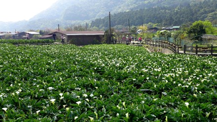 台北市の北側に位置する陽明山。ここはサクラやツツジなど、豊富な植生を誇っており、お花見スポットとして広く知られています。4月を迎えたこの時期はカラーが見ごろとなります。まっすぐに空に向かって伸びる姿は清らかな美しさを誇り、訪れた人々を魅了しています。カラーは外来種で中国語では「海芋」と記されます。栽培地となっているのは「竹子湖」と呼ばれる盆地で、標高670メートルに位置しています。かつてはカルデラ湖だった場所で現在は湿地となっています。いつ訪れても美しい光景が眺められますが、早朝に訪れると、うっすらと霧がかかり、幻想的な様子を眺められます。また、農家が畑の一部を行楽客に開放しており、カラー摘みを体験できます。値段は8本で100元くらいからとリーズナブルです。長靴も貸してもらえます。この時期には行楽客用のバスも運行されていますので、アクセスも便利。春の一日、ぜひ早起きをしてカラー摘みに出かけてみましょう。