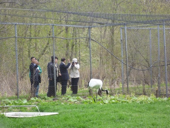 王院長等一行參觀北海道預定贈送我國之丹頂鶴「貴華」飼養情形二。