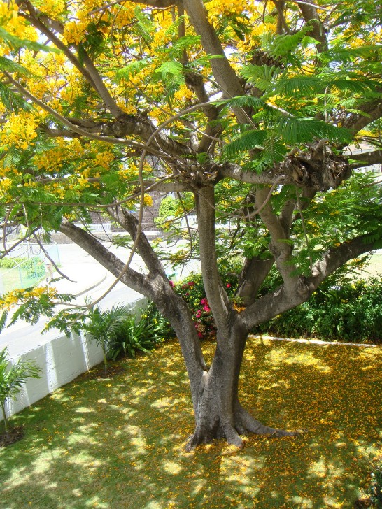 張貼日期：2009/7/1