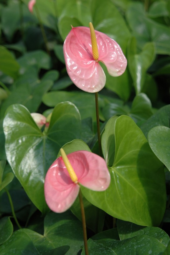 張貼日期：2008/5/15