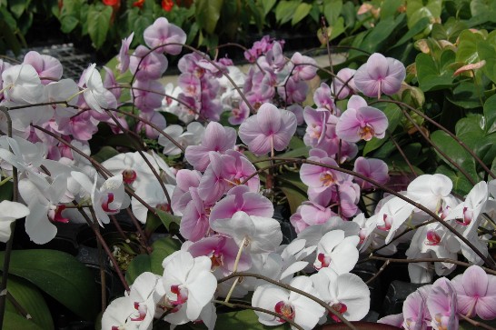 張貼日期：2008/8/15