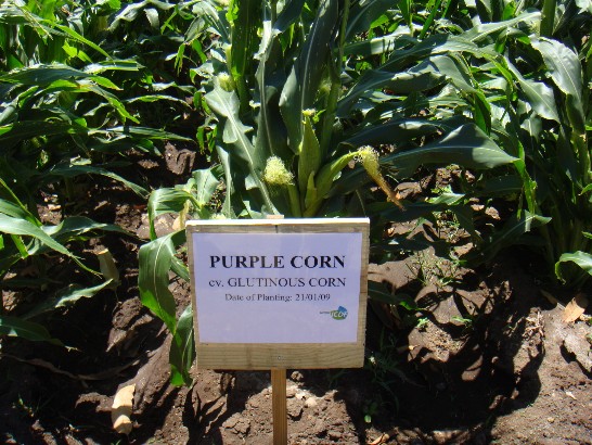 張貼日期：2009/3/19