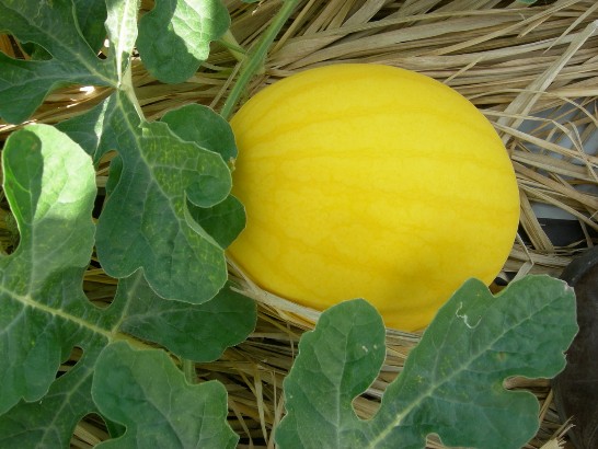 張貼日期：2009/3/4