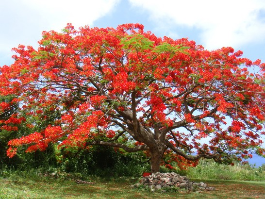 張貼日期：2009/7/10