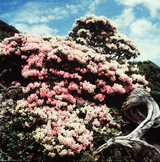 海拔三千公尺的合歡山是觀賞台灣特有高山杜鵑的好去處。（林辰儒　拍攝）