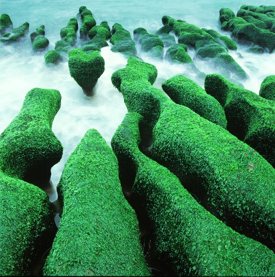 石門附近的老梅海蝕溝，每年三、四月間長滿海藻，綠意盎然，稱之為「老梅印象」。(林玉偉  拍攝)