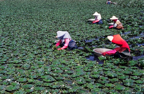 台南縣官田鄉盛產菱角，一群婦女正在池中採菱角。(張三龍  拍攝)