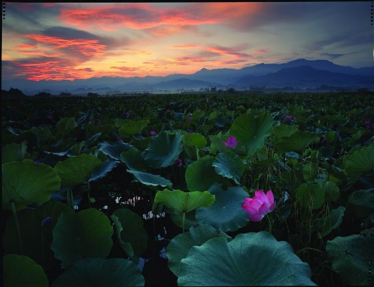 대만의 여름은 온갖 꽃들이 자태를 뽐내는 시기이며, 호수에서 연꽃이 아침햇살에 비춰진 모습이 아주 우아한 느낌을 준다. 