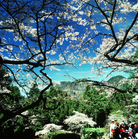 아리산 벚꽃은 해외에 널리 알려져 있으며, 온 산을 여기저기 분홍색으로 수놓은 벚꽃은 색다른 정취를 자아내고 있다. 