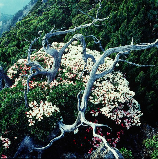 위산(玉山) 국립공원 따쉐이쿠(大水窟) 굴에 만개한 고산 진달래 및 죽은 나뭇가지가 서로 대비되어 푸른 산림에 대한 흥미를 배가시켜 준다.  (劉榮山 촬영) 