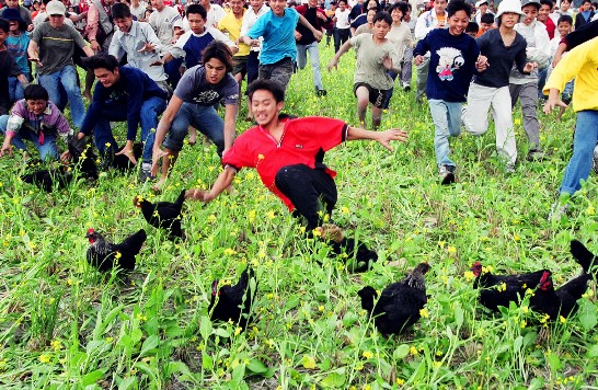 타이동현(臺東縣) 츠상향(池上鄕) 농협 개최한 「유채꽃 축제」에서 닭잡기 시합을 진행하여 시골 분위기를 물씬 풍기었다. 