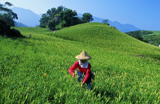 화리엔현(花蓮縣) 푸리향(富里鄕) 육십석산(六十石山)의 원추리꽃밭에서 이른 아침 원추리를 수확하고 있는 정경이다.  (楊玉城 촬영)
