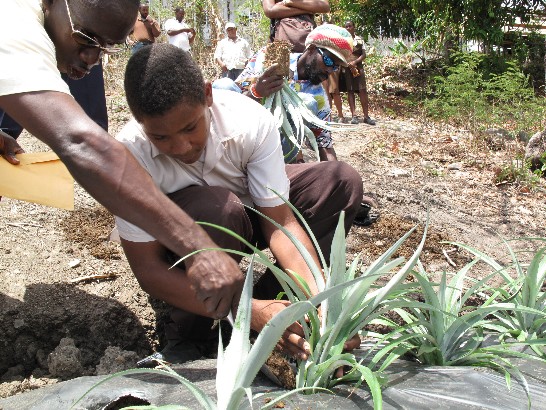 帥澤中學學生種植台灣鳳梨