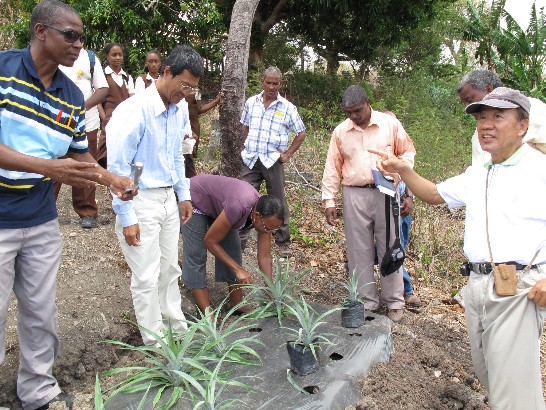 駐聖露西亞技術團專家指導學生及老師種植鳳梨