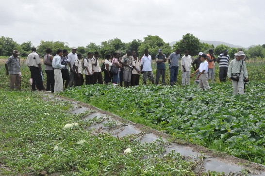 李專家左興講解洋香瓜直立栽培示範