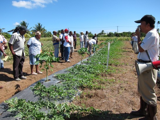李左興專家說明木瓜西瓜間作栽培