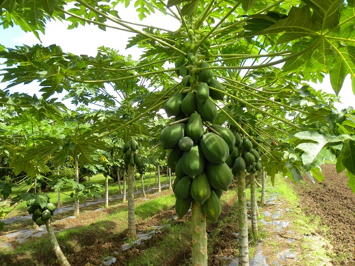 木瓜試種成功結實累累