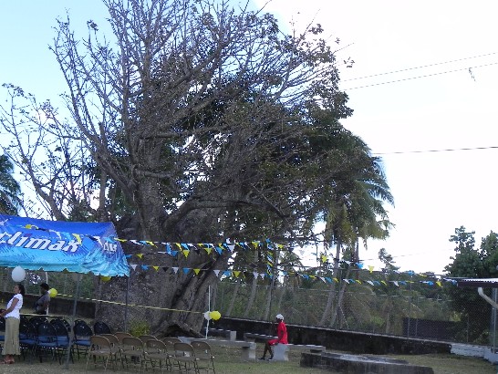壯觀的聖露西亞猢猻麵包樹