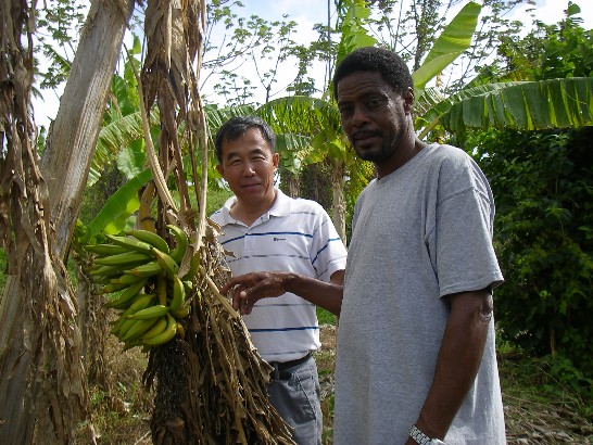 台灣香蕉研究所趙所長治平與農業部官員共同檢視香蕉病害情形