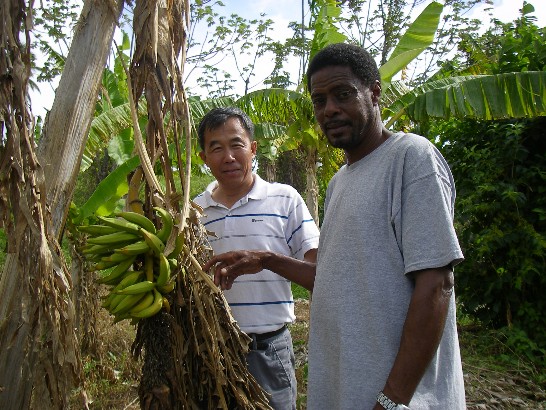 台灣香蕉研究所趙所長治平與農業部官員共同檢視香蕉病害情形