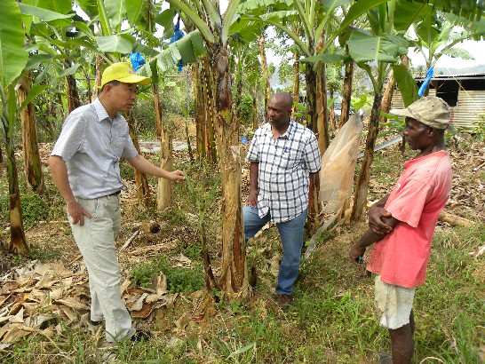 台灣香蕉研究所趙所長治平視察擬搶救之香蕉田