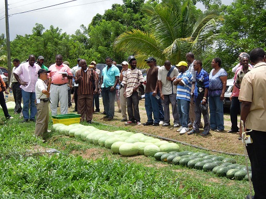 技術團李左興專家現場說明西瓜栽培