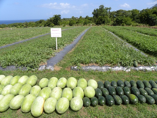 觀摩會收獲之西瓜，左邊為富寶二號大西瓜，右邊為黑美人小西瓜