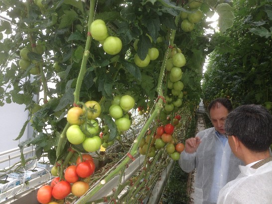 李大使拜會荷蘭最大溫室科技顧問公司GreenQ，由該公司董事長Aad van den Berg接待，並說明蕃茄溫室裁培技術情形，供我國提升農業技術參考。