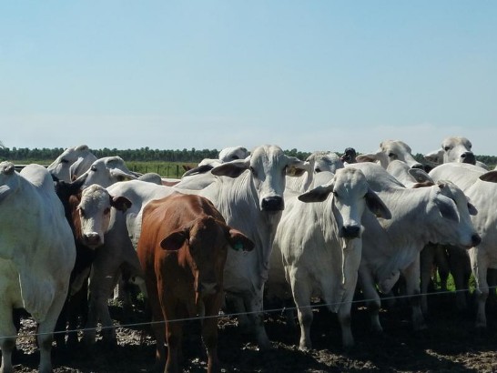 2010.05.06 牧場種牛照片