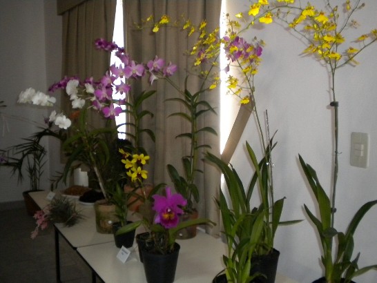 2011.06.24 黃大使夫人偕警眷參訪花卉中心情形