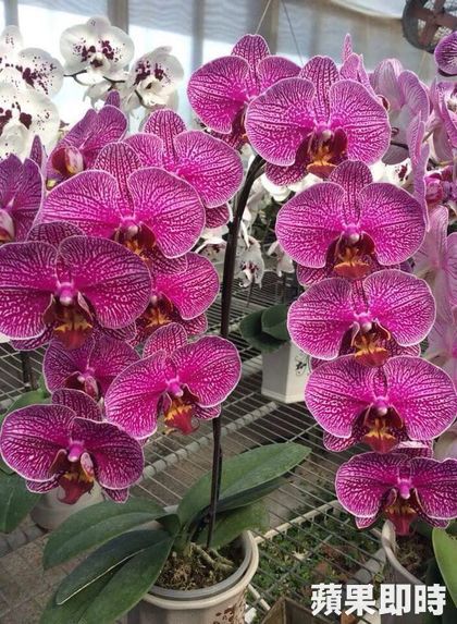 將由史瓦濟蘭國王命名。台灣蘭花生物技術公司提供