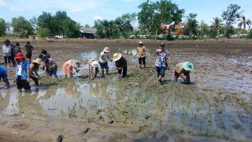 本處教育室人員及BDI技職學校張董事長等在田中體驗插秧