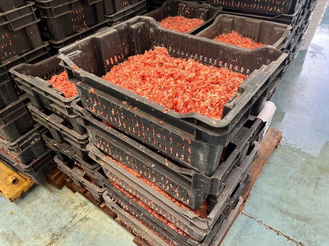 蝦殼創造循環經濟