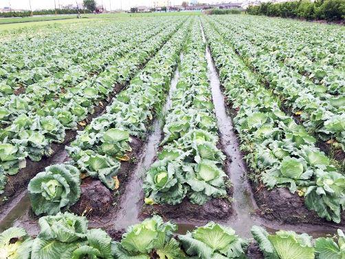 夏に平地でシャキシャキのキャベツ 高山の水と土壌の保全に一役 台北駐日経済文化代表処 Taipei Economic And Cultural Representative Office In Japan
