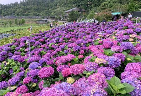 台北郊外の陽明山にある竹子湖。ここは湖という名前ですが、湖がある訳ではなく、山々に囲まれた盆地で、清らかな渓流が流れています。春先は美しいカラー畑で知られていますが、近年はアジサイ畑も人気を博しています。カラーのシーズンが終わった頃、5月中旬から6月下旬にかけてがアジサイの見ごろとなります。緑の山々を背景に水色や青色、ピンク色、紫色など色とりどりのアジサイが満開となる様子は、まるで童話の世界のような雰囲気。時には霧がかかることもあり、より一層幻想的な光景が広がります。台湾のアジサイは日本のよりもくっきりと鮮やかな色合いなのが印象的。いくつかの農園があり、記念撮影に訪れる人が後を絶ちません。心身ともにリラックスできる一度は訪れてみたいスポットです。