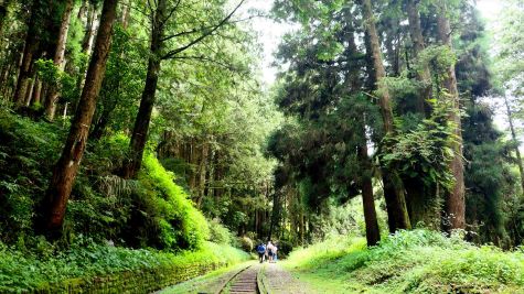 阿里山にはいくつもの散策歩道がありますが、中でも阿里山鉄道の沼平駅近くに入口がある「水山歩道」はぜひ訪れたいところ。ここは日本統治時代に阿里山森林鉄路の水山支線が走っていた場所で、現在は廃線となっていますが、その跡地がハイキングコースとして整備されています。長さは約1.6キロで、ほぼ全線に線路が残されています。深い森の中に簡易ホームや橋などもあります。そして、クライマックスとなるのは、折り返し地点の少しに先。そこには樹齢2700年のベニヒノキが聳え立っています。これは阿里山森林遊楽区内で最も長寿の神木とされ、「阿里山新八景」の一つにも選ばれています。上部には緑の葉が生い茂り、その生命力溢れる姿に圧倒されます。なお、折り返し地点から神木までは少しアップダウンがありますが、全体的に平らで歩きやすい歩道となっています。