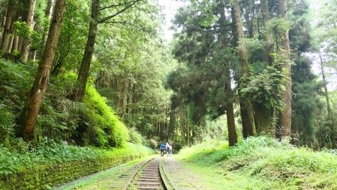 阿里山は台湾を代表するマウンテンリゾート。林務局が管理しており、いくつもの散策歩道が整備されていますが、阿里山鉄道の沼平駅近くに入口がある「水山歩道」が注目を集めています。ここはかつて阿里山鉄道が走っていた場所で、現在は廃線となっていますが、その跡地がハイキングコースとして開放されています。この路線は水山支線と呼ばれ、長さは約1.6キロ。全線に線路が残されているので、レールや枕木の上を歩いていくことになります。終点にはホームがあり、ちょっとした広場があります。ここが折り返し地点になりますが、橋を渡った少し先に進むと、樹齢2700年のベニヒノキが聳え立っています。これは阿里山国家森林遊楽区内で最も長寿の樹とされています。上部には緑の葉が生い茂り、その生命力に圧倒されます。この歩道は鉄道路線だったこともあり、勾配がなく、歩きやすいのが特色。老若男女を問わず、散策が楽しめます。