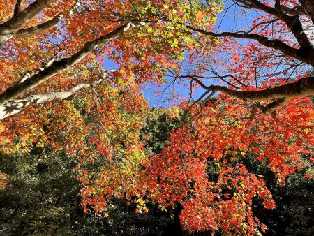 武陵農場は台湾中部の山岳地帯にある森林リゾート。日本人旅行者にはあまり知られていませんが、美しい自然が楽しめるということで、根強い人気があります。ここは台中市和平区の奥まった位置にあり、台中よりも宜蘭に近く、アクセスも宜蘭や羅東から入るのが一般的です。海抜1750メートルから2200メートルの地域にあり、春にはサクラをはじめとする花が咲き乱れ、夏は高山地域特有の果実と野菜が実ります。そして、秋には紅葉が楽しめます。台湾の紅葉は赤や黄色で彩られるのではなく、常緑樹の緑や澄みきった青空、白い雲なども色合いを添えます。公共交通機関によるアクセスが不便なので、訪れるのは容易ではありませんが、その眺めは多くの人々を惹きつけています。武陵農場には宿泊施設もありますので、機会があれば一泊し、早朝の散策を楽しみたいところです。