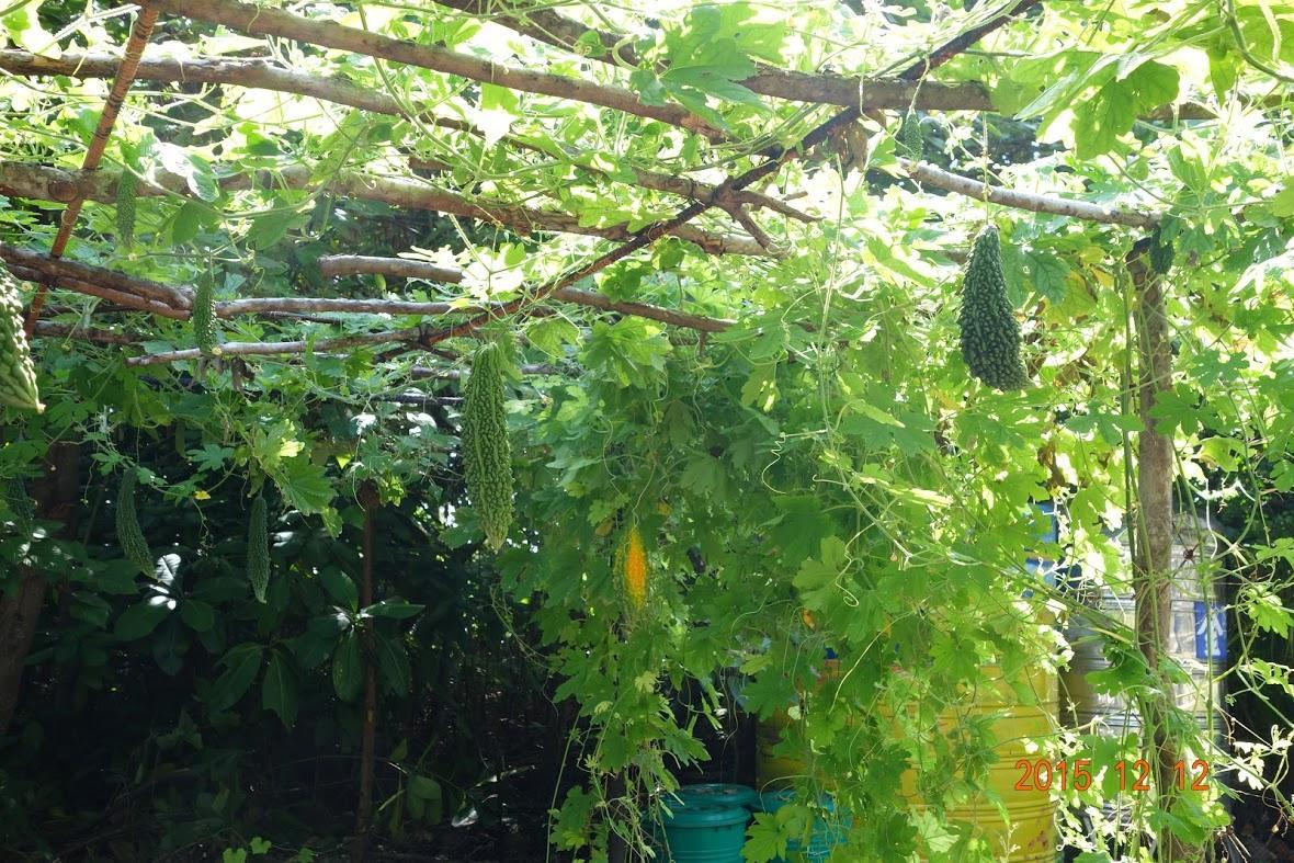 太平島各項要件符合聯合國海洋法公約第121條關於島嶼之要件