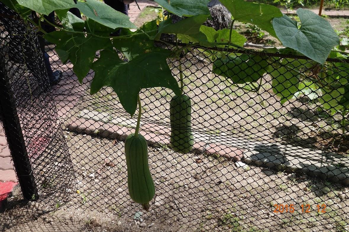 太平島各項要件符合聯合國海洋法公約第121條關於島嶼之要件